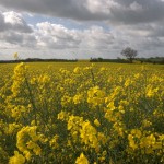 cycling-photos-yellow field