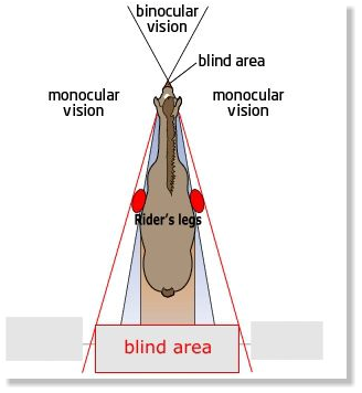 Horse's blind spot